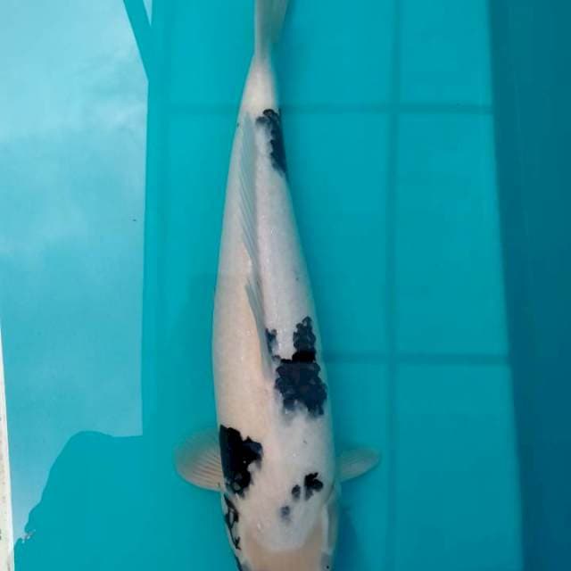 Shiro, 47 cm, calon indukan, putih bersih