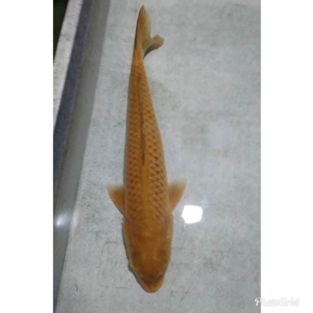 Chagoi