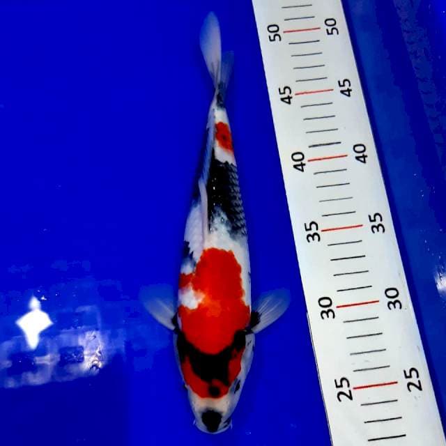 Showa sq male 26 cm