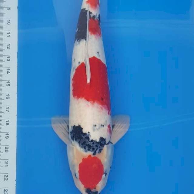 MARUTEN SHOWA 50CM