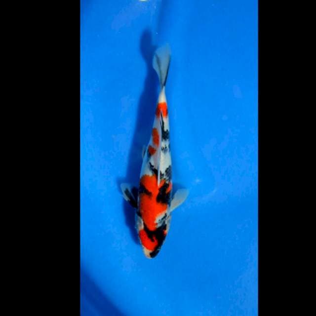 Mugiwara showa tategoi 27cm
