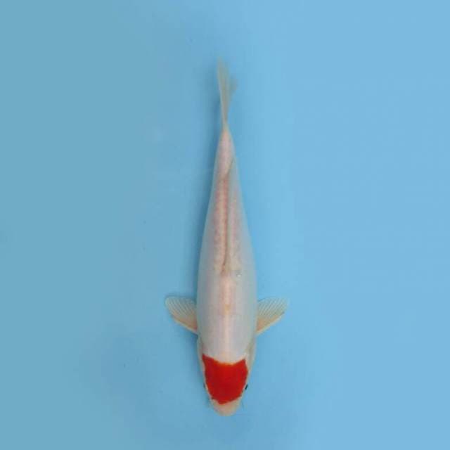 TANCHO KOHAKU