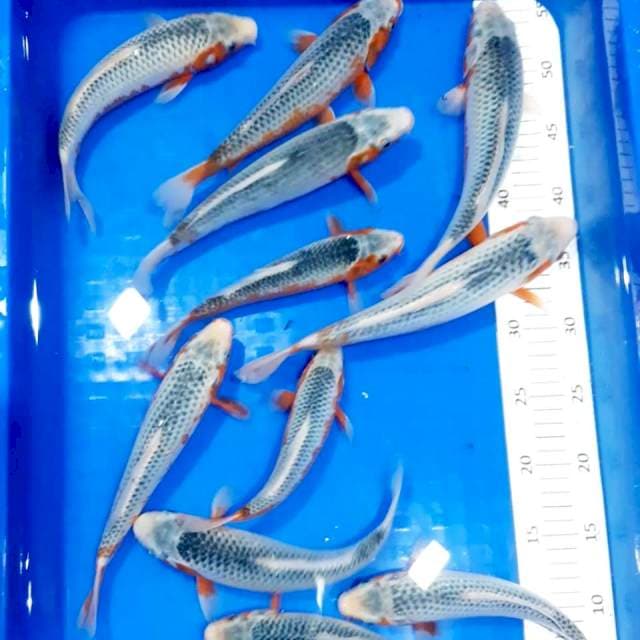 11 asagi strong  21-27 cm
