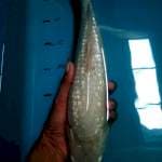 Soragoi ginrin punuk 37cm