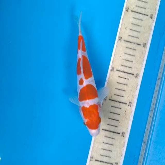 KOHAKU