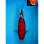NIDAN KOHAKU BERPUNUK F1 FEMALE 33 CM