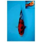 SHOWA BERPUNUK F1 28 CM FEMALE