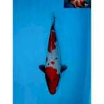 NIDAN SHOWA BERPUNUK F1 29 CM FEMALE