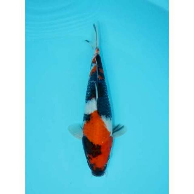 SHOWA 25 CM MALE