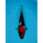 SHOWA 25 CM MALE