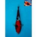 SHOWA BERPUNUK F1 27 CM MALE