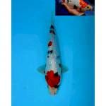 SHOWA GINRIN BERPUNUK F1 32 CM MALE
