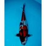 SHOWA 32 CM FEMALE