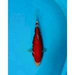 KOHAKU GINRIN 28 CM. FEMALE