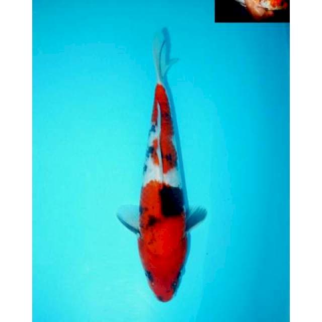 SHOWA BERPUNUK F1 29 CM MALE