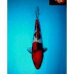 SHOWA BERPUNUK F1 29 CM MALE