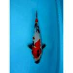 SHOWA 27 CM MALE
