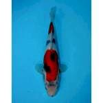 NIDAN SHOWA 28 CM FEMALE