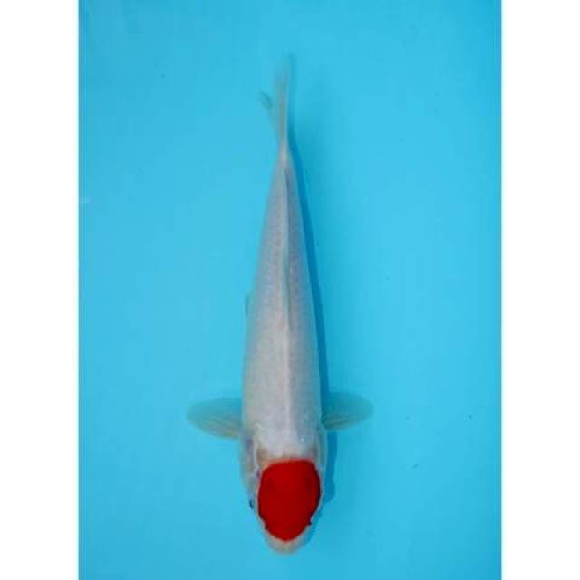 TANCHO KOHAKU 31 CM FEMALE