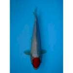 TANCHO KOHAKU 31 CM FEMALE