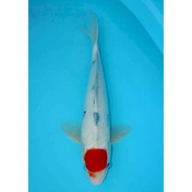 TANCHO 42 CM MALE