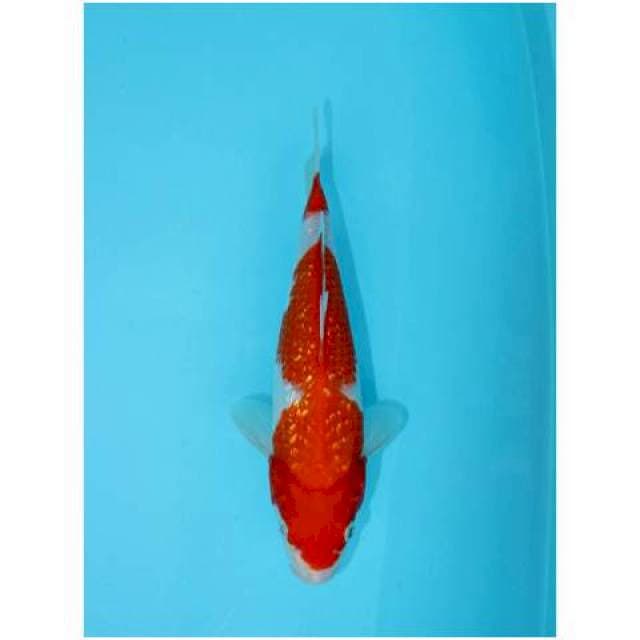 KOHAKU GINRIN 26 CM FEMALE