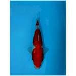 KOHAKU GINRIN 26 CM FEMALE