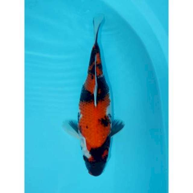 SHOWA 28 CM FEMALE