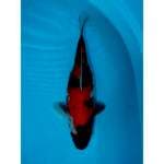 SHOWA 28 CM FEMALE
