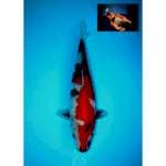 SHOWA SANSHOKU BERPUNUK F1 27 CM FEMALE