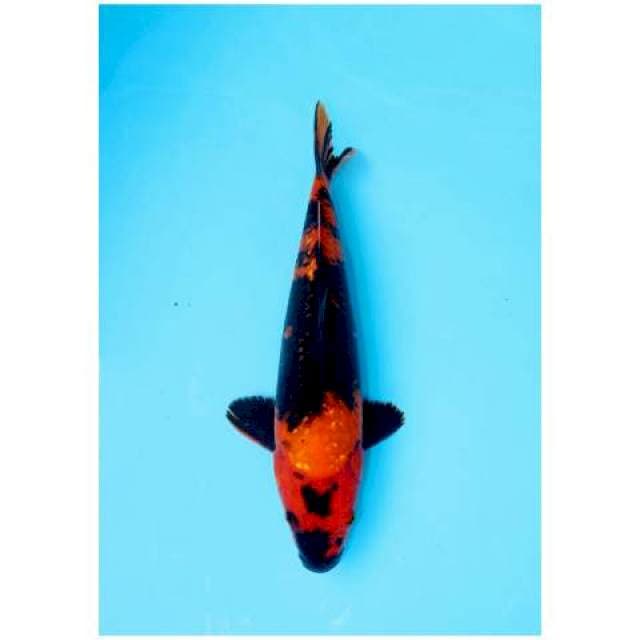 UTSURI GINRIN 30 CM MALE