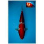 KOHAKU BERPUNUK F1 31 CM MALE