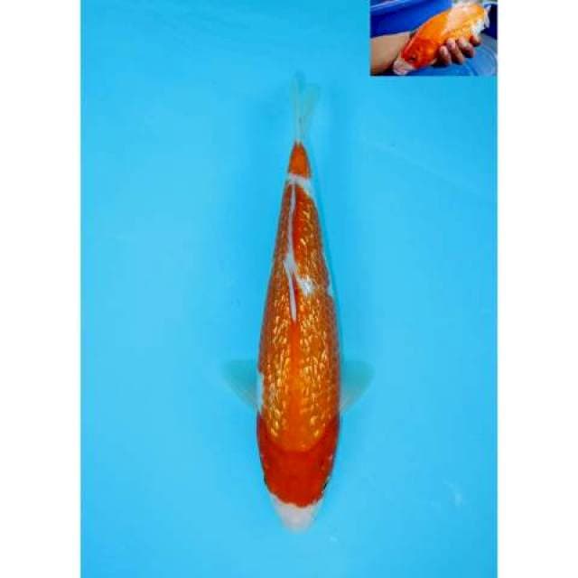 KOHAKU FULL GINRIN BERPUNUK F1 27 CM FEMALE