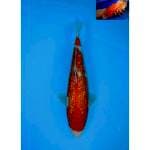 KOHAKU FULL GINRIN BERPUNUK F1 27 CM FEMALE