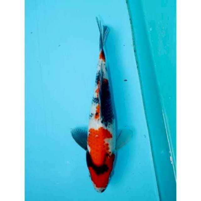 SHOWA 27 CM FEMALE