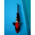 SHOWA 27 CM FEMALE
