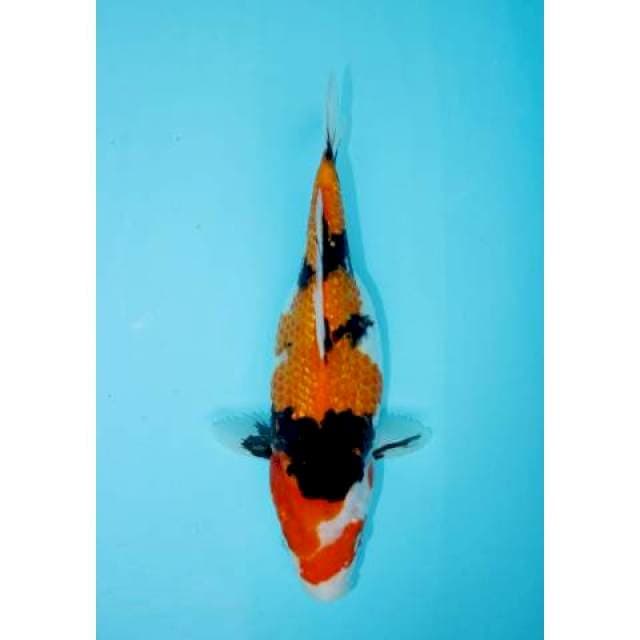 SHOWA GINRIN 26 CM FEMALE