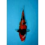 SHOWA GINRIN 26 CM FEMALE