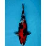 SHOWA 29 CM FEMALE