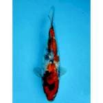 SHOWA GINRIN 23 CM FEMALE