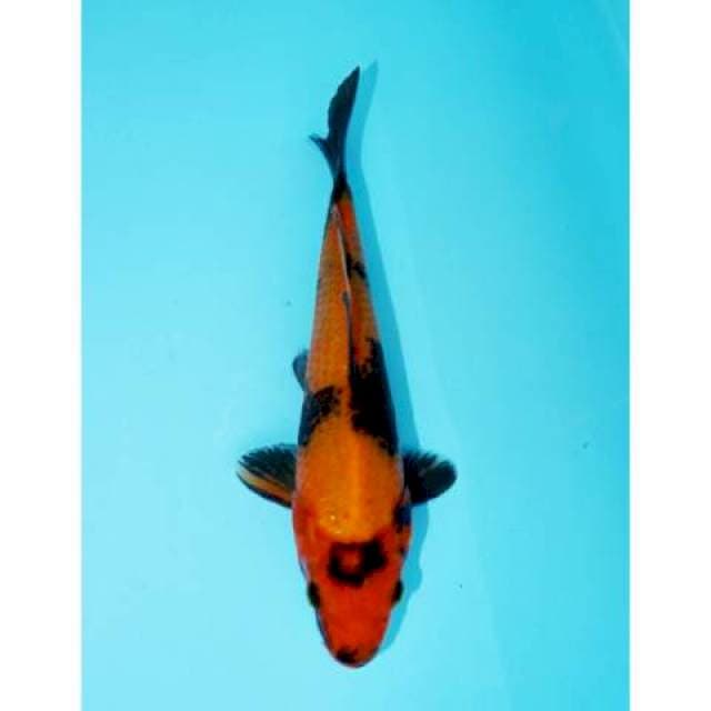 UTSURI 20 CM MALE