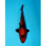 UTSURI 20 CM MALE