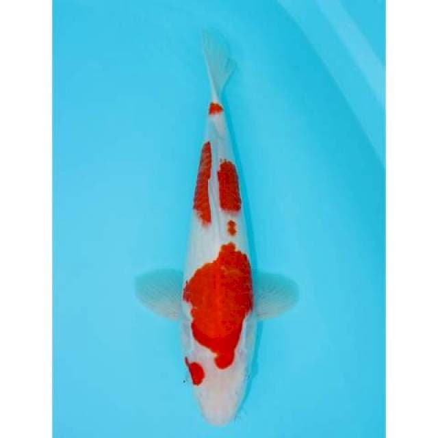 KOHAKU 34 CM MALE