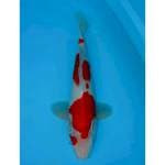 KOHAKU 34 CM MALE