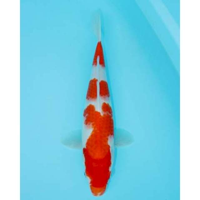 KOHAKU 32 CM FEMALE