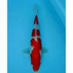 KOHAKU 32 CM FEMALE