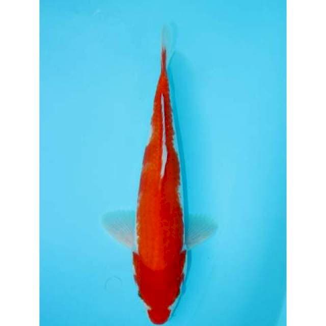 KOHAKU 35 CM MALE