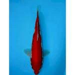 KOHAKU 35 CM MALE