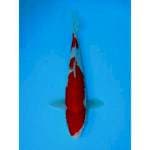 KOHAKU 31 CM MALE