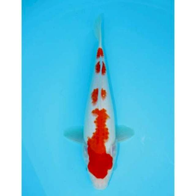 YONDAN KOHAKU 30 CM FEMALE
